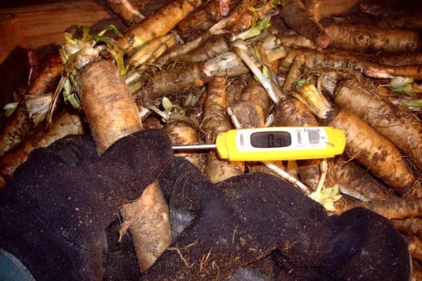 endiplant control de la temperatura de las raices de la endibia para garantizar su mayor calidad