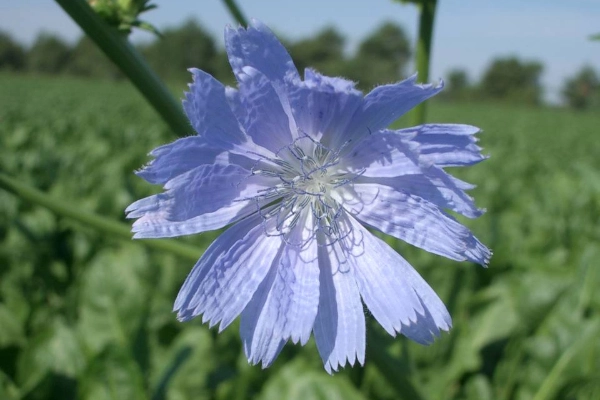 flor de la endibia