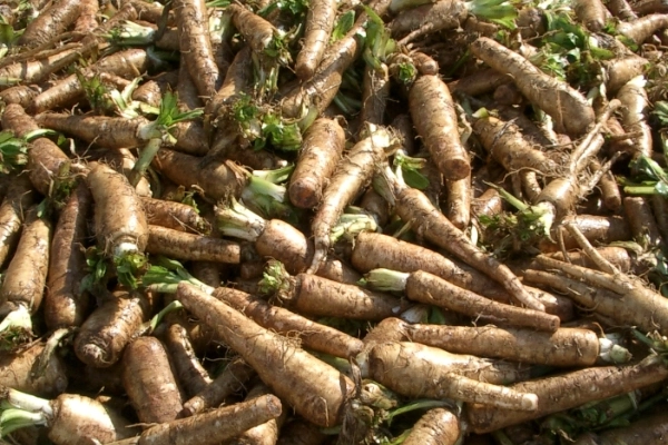 produccion de raices de endibia preparadas para plantar en su campo